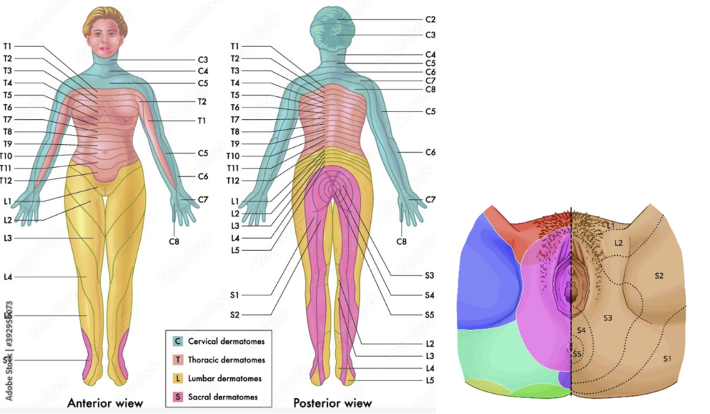 Explication des zones du corps