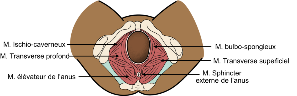 Schéma explicatif de l'anatomie pour l'épisiotomie