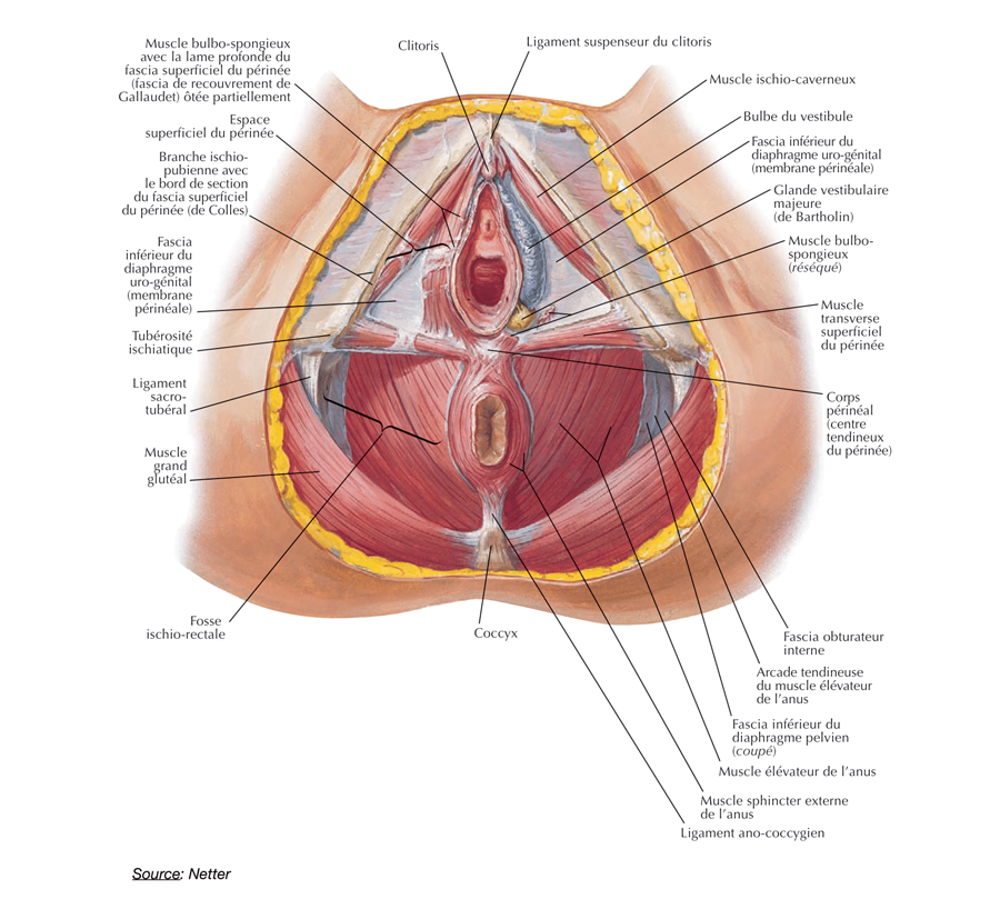 Schéma de l'anatomie